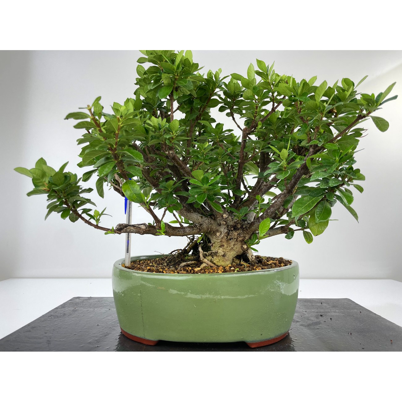 Gardenia Jasminoides Bonsai