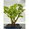CALLICARPA JAPONICA I-5176