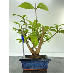 CALLICARPA JAPONICA I-5176 View 2