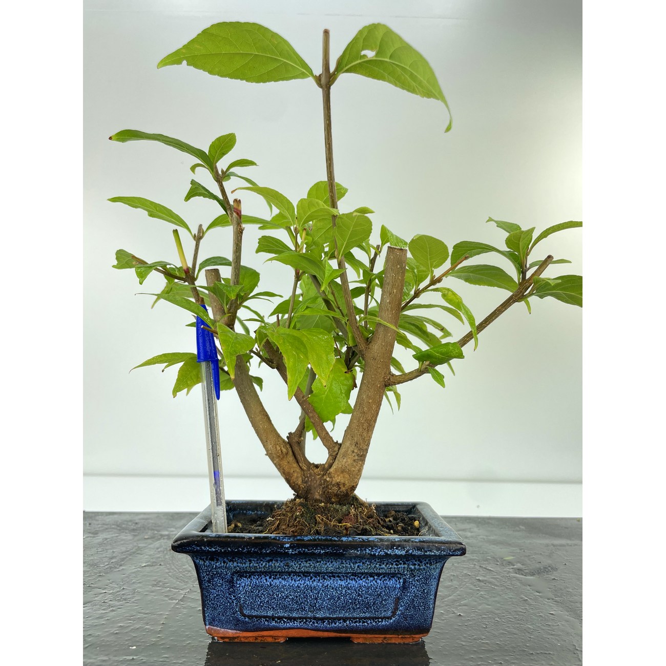 CALLICARPA JAPONICA I-5176 View 2