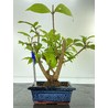 CALLICARPA JAPONICA I-5176 View 2