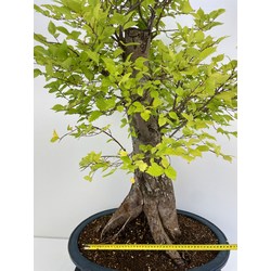 ULMUS GLABRA I-5211