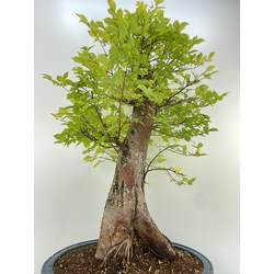 ULMUS (OLMO) GLABRA I-5211 Vista 3