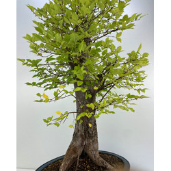 ULMUS (OLMO) GLABRA I-5211 Vista 4