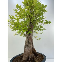 ULMUS (OLMO) GLABRA I-5211 Vista 5