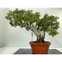 JUNIPERUS SABINA A00449