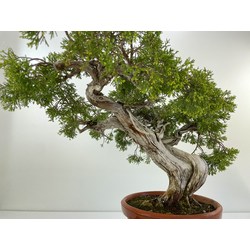 JUNIPERUS SABINA A00449 View 3