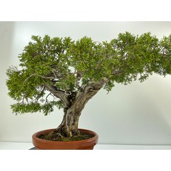 JUNIPERUS SABINA A00449 View 4