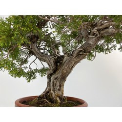 JUNIPERUS SABINA A00449 View 5