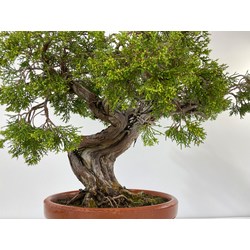 JUNIPERUS SABINA A00449 View 6