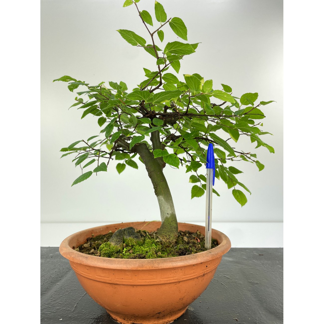 CELTIS I 5221 CELTIS I 5221