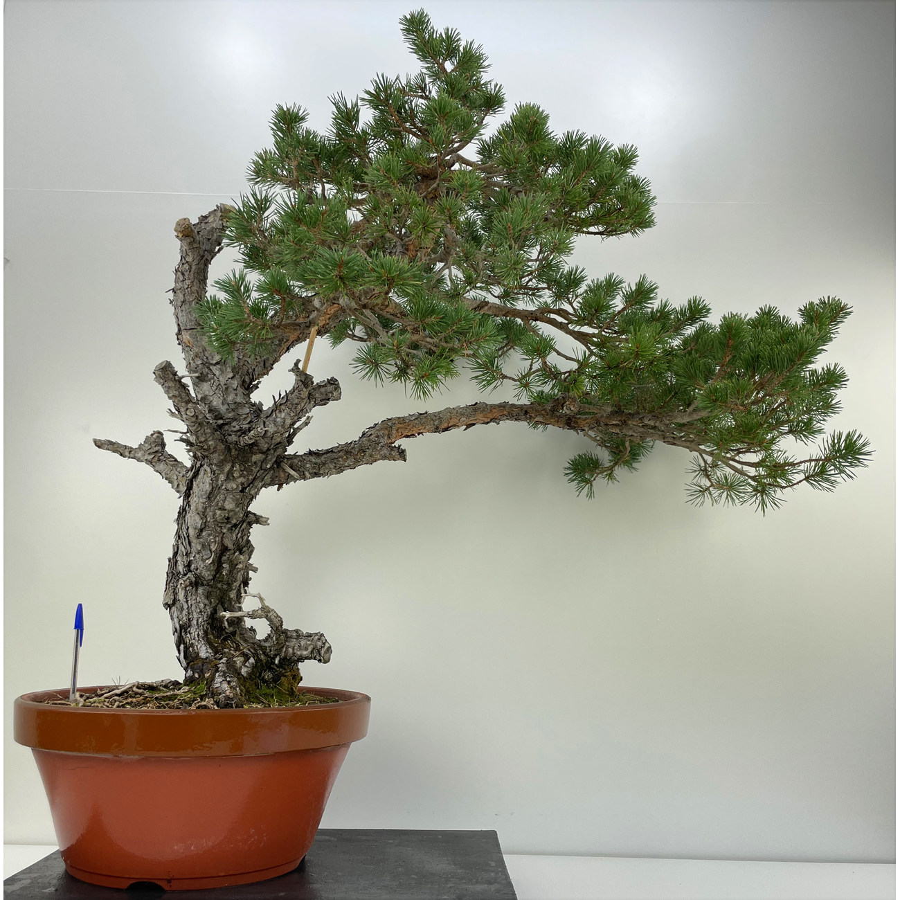 PINUS SYLVESTRIS I-5225