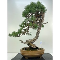 PINUS SYLVESTRIS (PINO S. EUROPEO) I-5231B