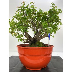 PYRACANTHA I-5249