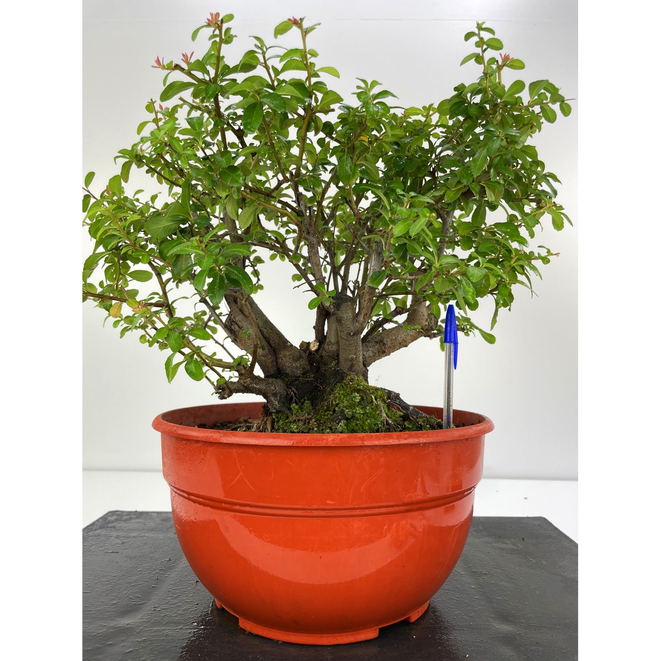 PYRACANTHA I-5249