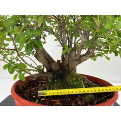 PYRACANTHA I-5249 Vista 2