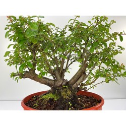 PYRACANTHA I-5249 Vista 3