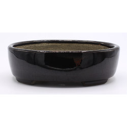 Bonsai pot TER490 TERAHATA SATOMI