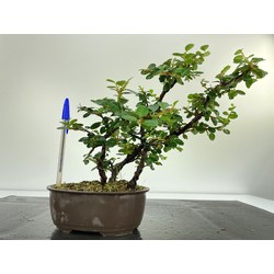 COTONEASTER I-5278