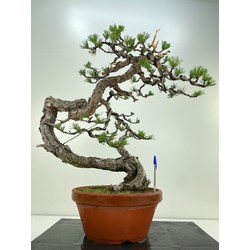 pinus sylvestris bonsai