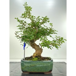 fresno bonsai