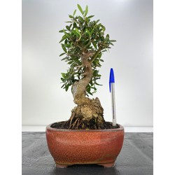olea sylvestris bonsai