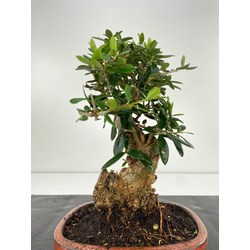 Olea europaea sylvestris (olivo acebuche) I-5891 Vista 3