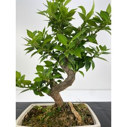 Citrus myrtifolia I-5892
