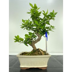 citrus bonsai