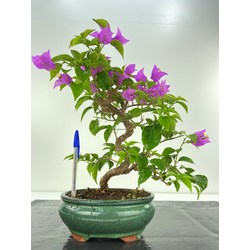 bonsai buganvilla