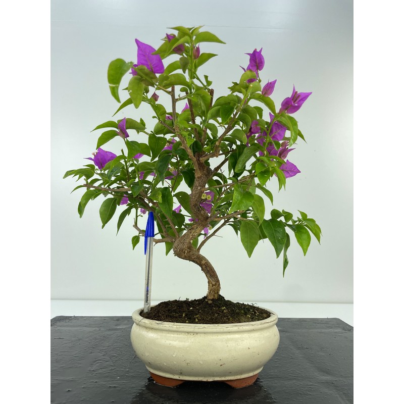 Bougainvillea (buganvilla) I5894