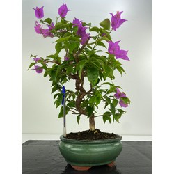 bougainvilla bonsai