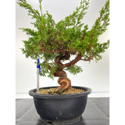 bonsai juniperus itoigawa