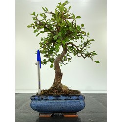 ulmus bonsai