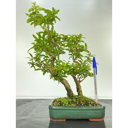 punica granatum bonsai