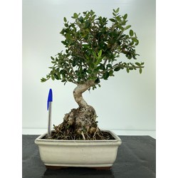 bonsái olivo