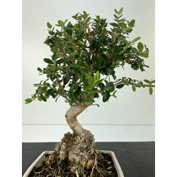 Olea europaea sylvestris (olivo acebuche) I-5906 Vista 2