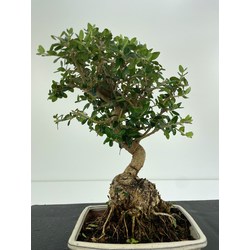 Olea europaea sylvestris (olivo acebuche) I-5906 Vista 3
