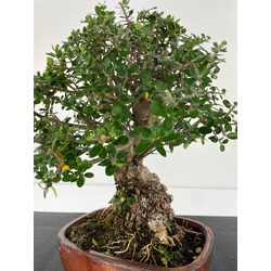 Olea europaea sylvestris I-5907