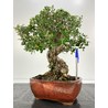 olea bonsai