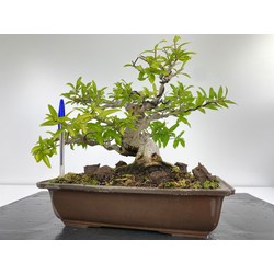 punica granatum bonsai