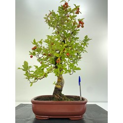 bonsai espino japonés