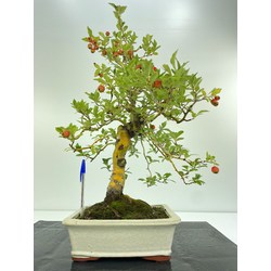 bonsai espino japonés