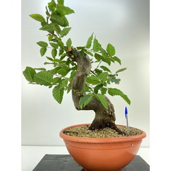 carpinus bonsai