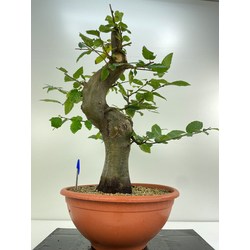 carpinus bonsai