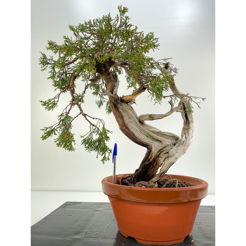 sabina bonsai