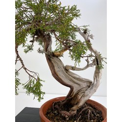 juniperus sabina (sabina rastrera) a00985 Vista 2