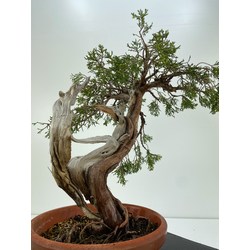 juniperus sabina (sabina rastrera) a00985 Vista 3