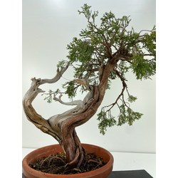 juniperus sabina (sabina rastrera) a00985 Vista 4
