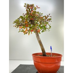 pyrus bonsai